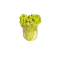Lettuce with ladybug