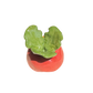 Radish with rainbow roll